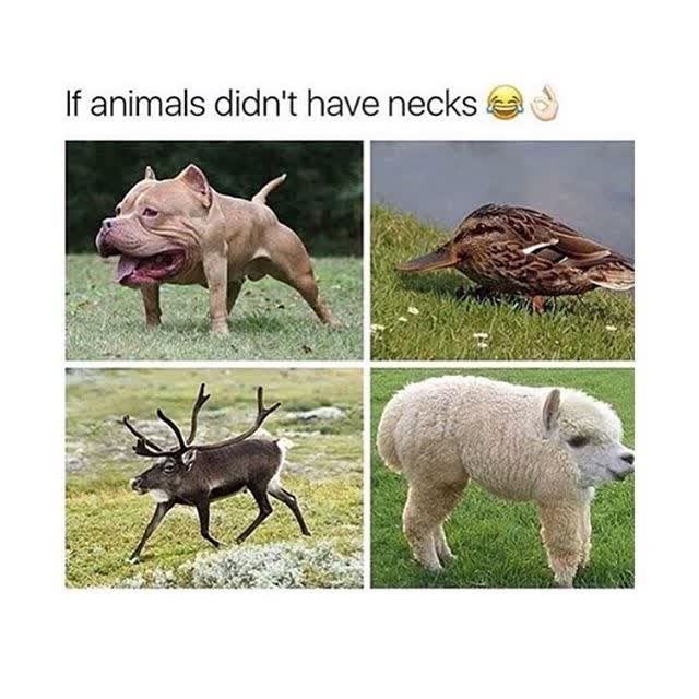 If animals didn't have necks