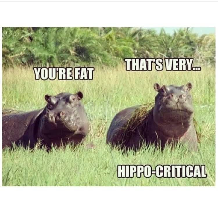 YOU'RE FAT THAT'S VERY... HIPPO-CRITICAL