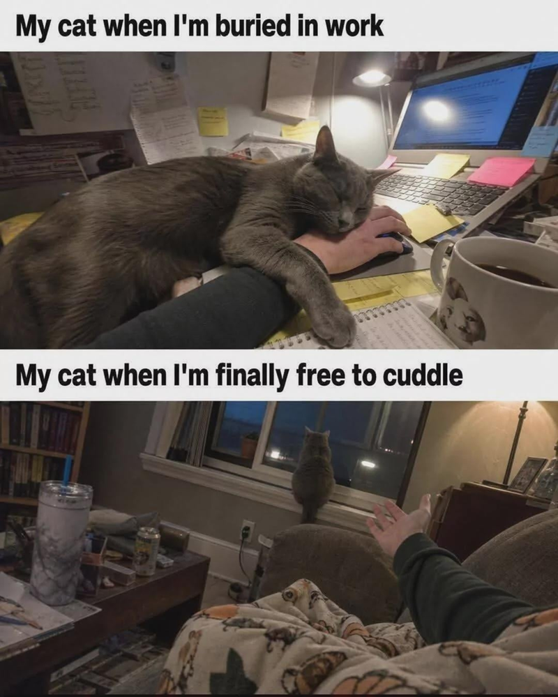 My cat when I'm buried in work My cat when I'm finally free to cuddle