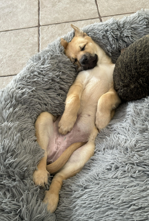 Cheezburger Image 10641162752