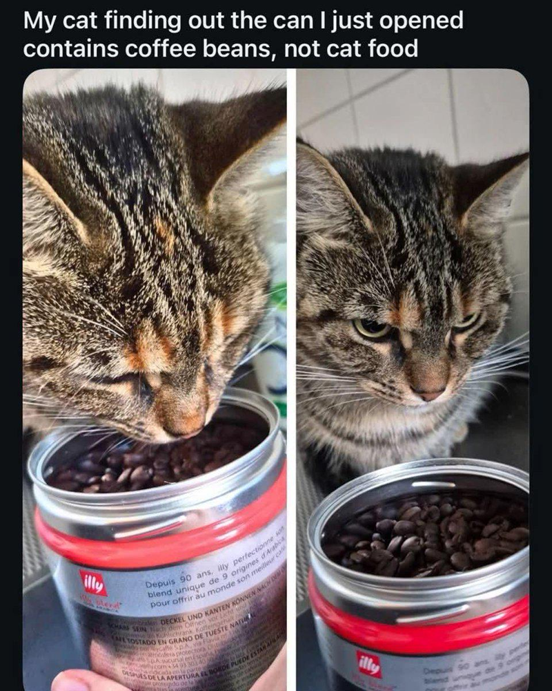 My cat finding out the can I just opened contains coffee beans, not cat food illy Depuis 90 ans, illy perfectionne san blend unique de 9 origines d'Arabic pour offrir au monde son meilleur cal SCHARF SEIN Nach dem Offnen vor Licht und k CAFE TOSTADO EN GRANO DE TUESTE NATUR Pebrates DECKEL UND KANTEN KONNEN NACH DEM Kohlichrank Koffeinger SpA, via Flavia DESPUES DE LA APERTURA EL BORDE PUEDE ESTAR AF illy Depuis land