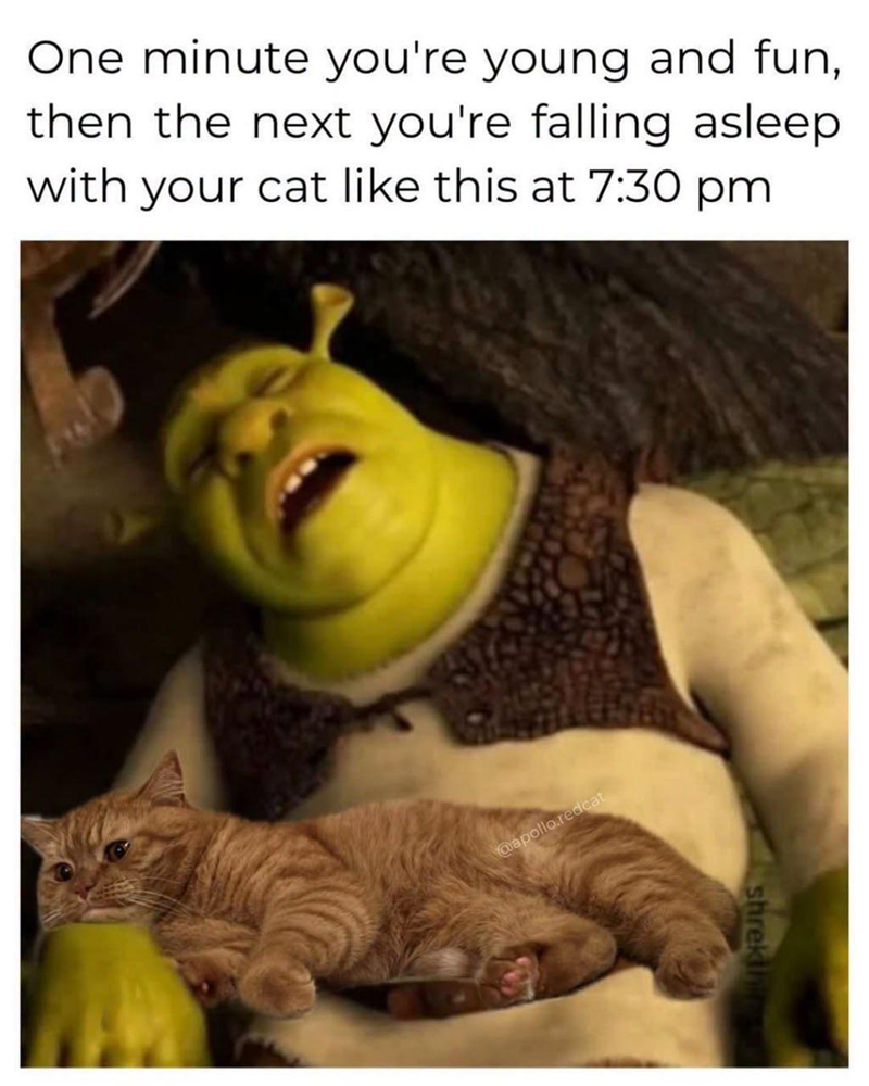 One minute you're young and fun, then the next you're falling asleep with your cat like this at 7:30 pm @apollo.redcat shrekini