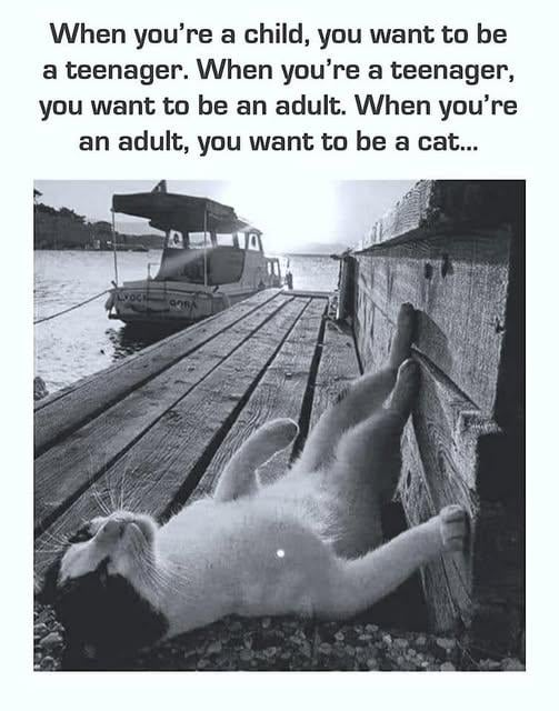 When you're a child, you want to be a teenager. When you're a teenager, you want to be an adult. When you're an adult, you want to be a cat... LYOCK