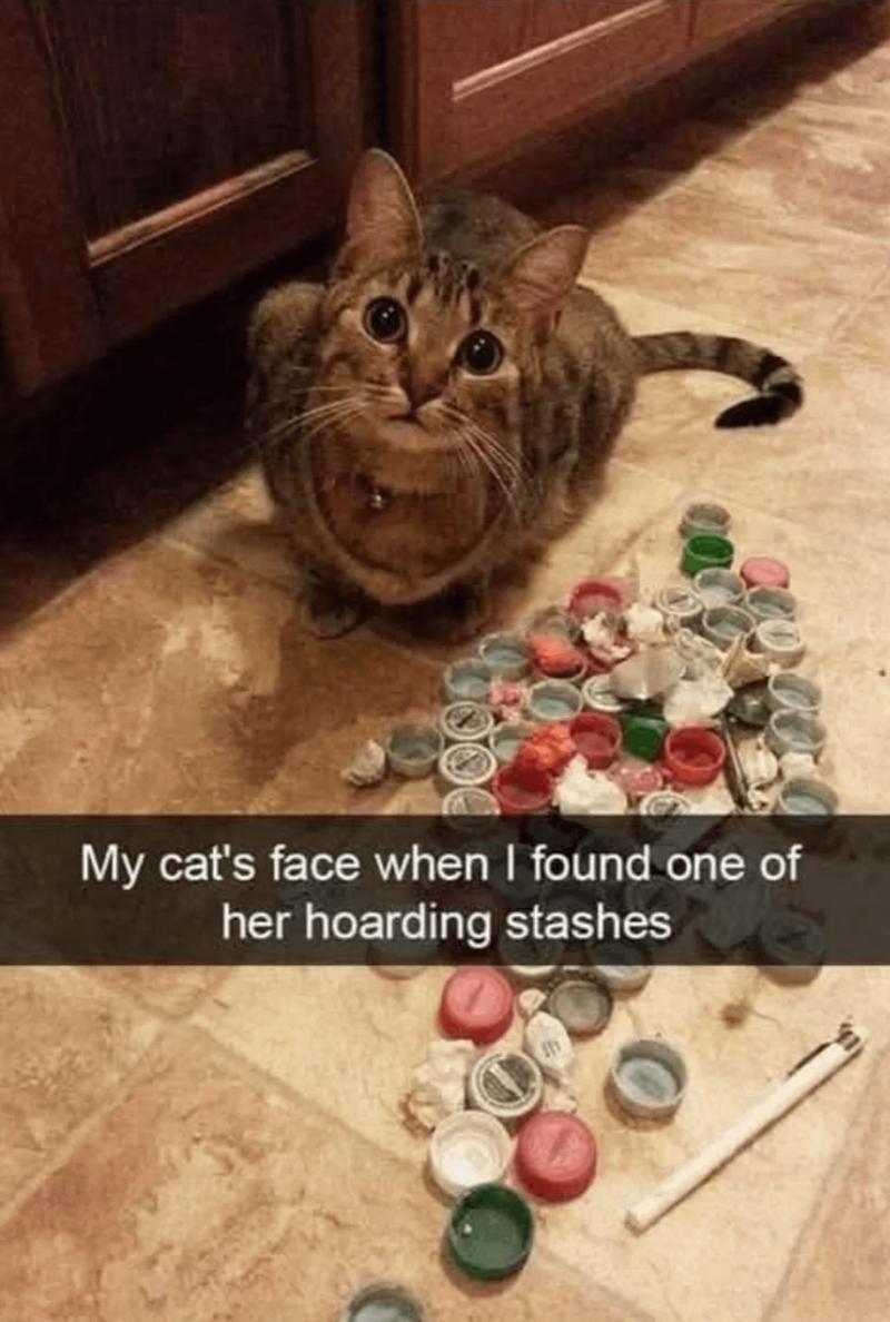 DOOD My cat's face when I found one of her hoarding stashes