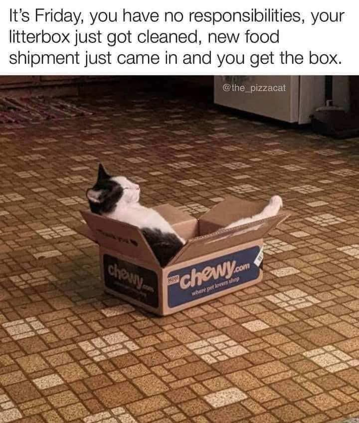 It's Friday, you have no responsibilities, your litterbox just got cleaned, new food shipment just came in and you get the box. @the_pizzacat chowy chewy.com where pet lovers shop