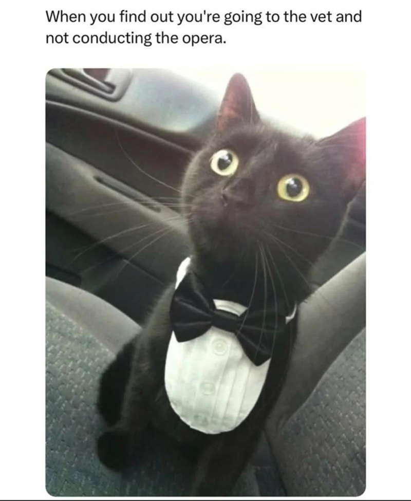 When you find out you're going to the vet and not conducting the opera.