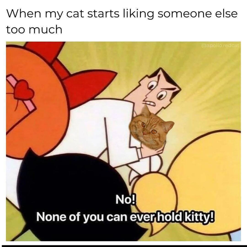 When my cat starts liking someone else too much @apollo.redcat No! None of you can ever hold kitty!