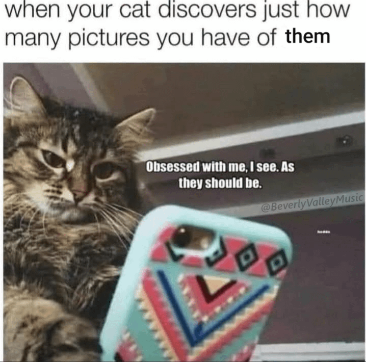 when your cat discovers just how many pictures you have of them Obsessed with me, I see. As they should be. 回 @Beverly ValleyMusic D