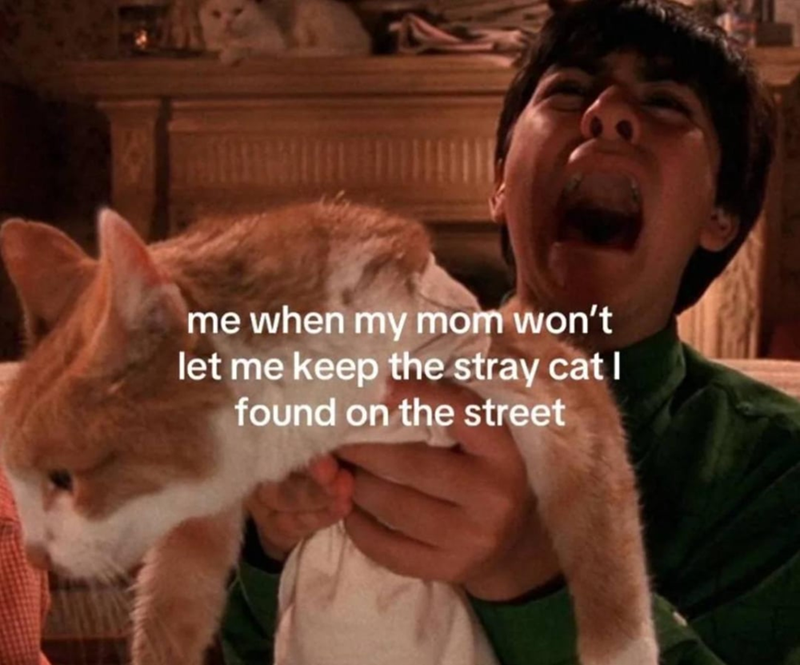 me when my mom won't let me keep the stray cat I found on the street