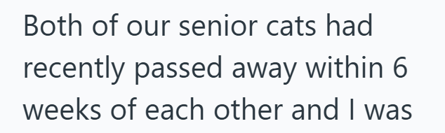 Both of our senior cats had recently passed away within 6 weeks of each other and I was