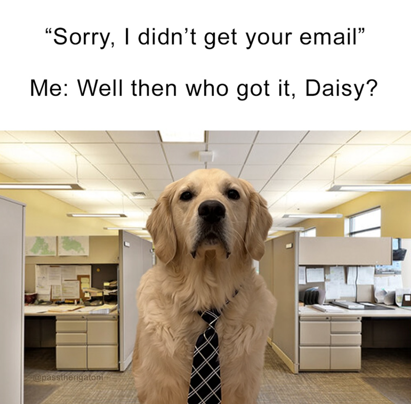 "Sorry, I didn't get your email" Me: Well then who got it, Daisy? @passtherigatoni