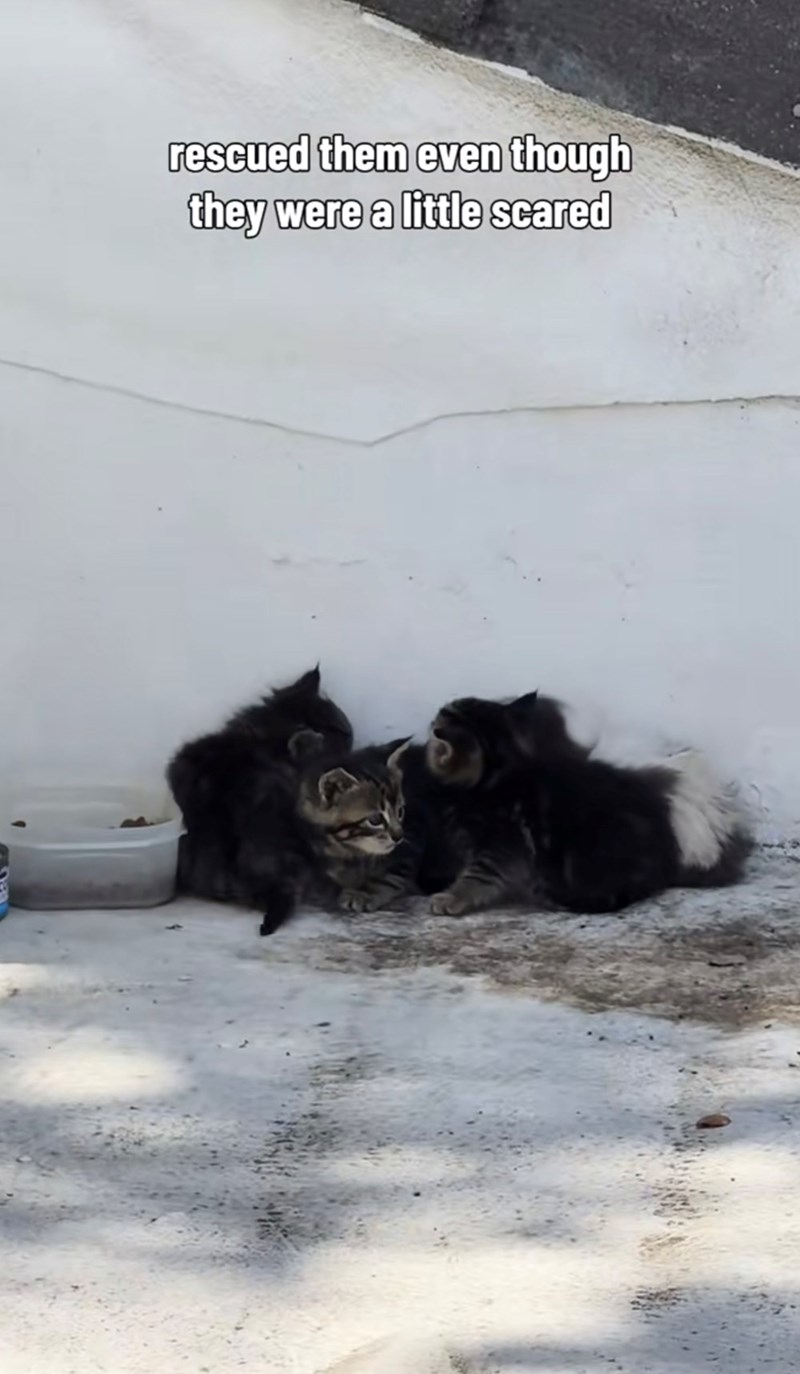 rescued them even though they were a little scared