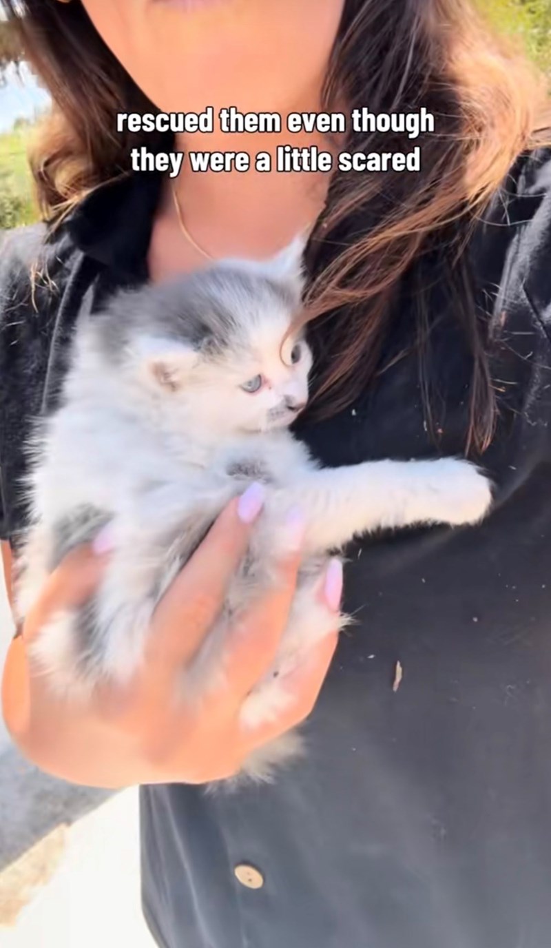 rescued them even though they were a little scared
