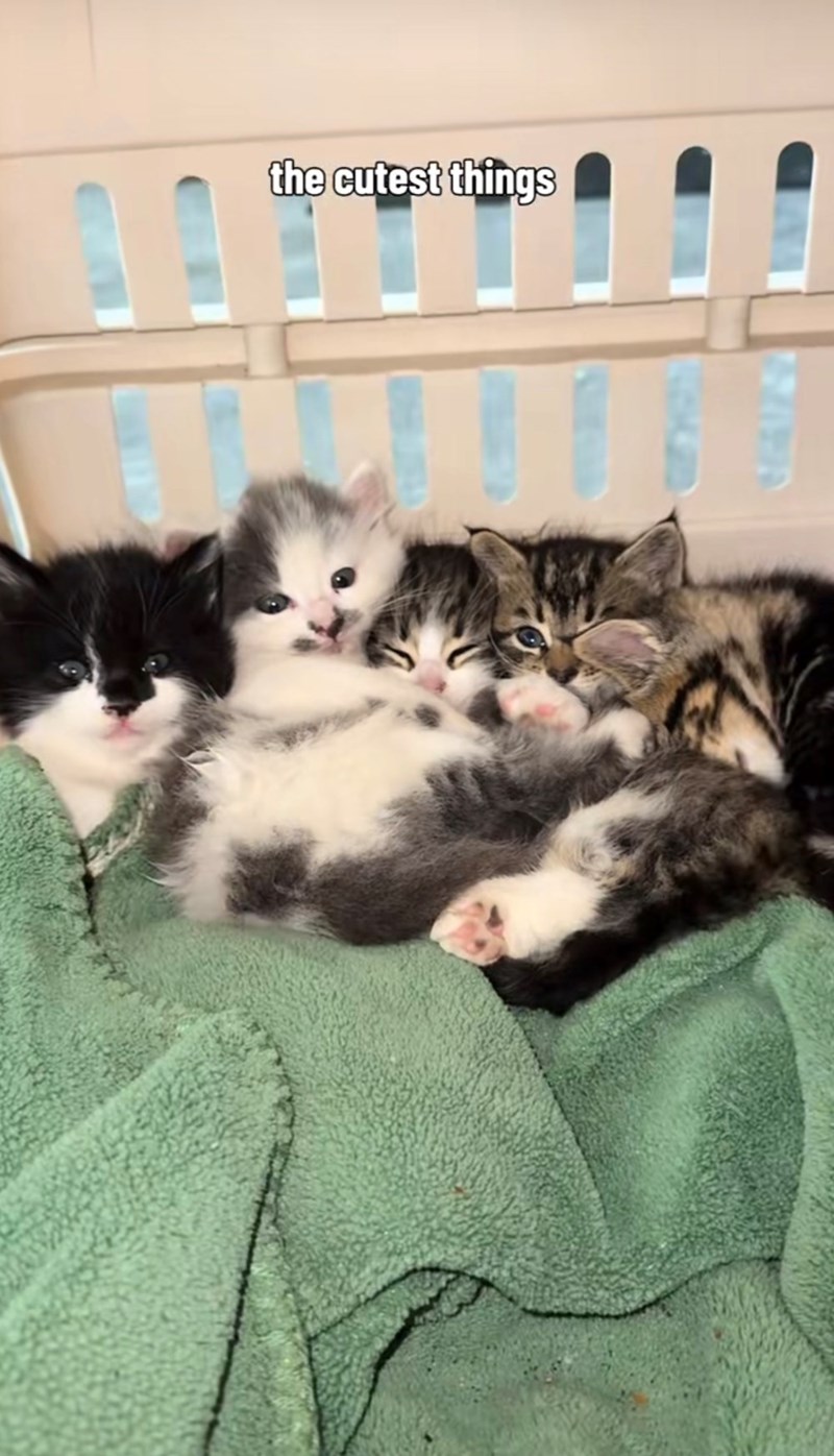 the cutest things