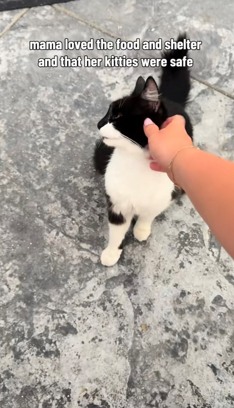 mama loved the food and shelter and that her kitties were safe