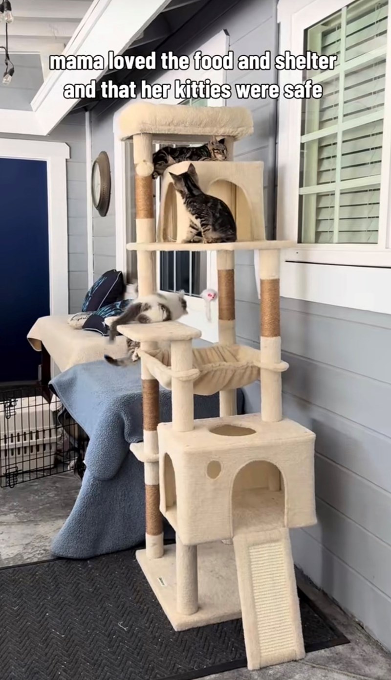 mama loved the food and shelter and that her kitties were safe