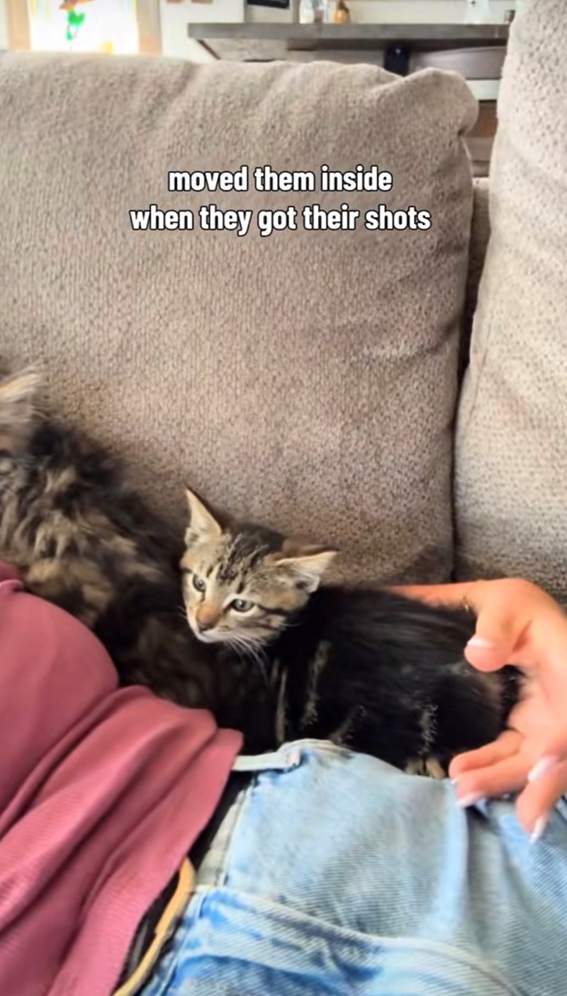 moved them inside when they got their shots