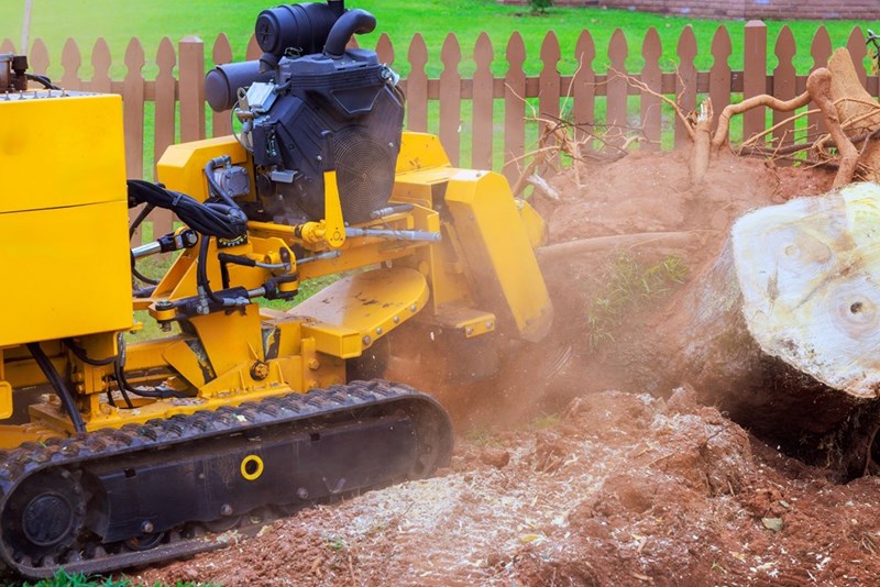 Yellow stump grinder tearing up soil near a tree stump beside a wooden fence in a yard.
