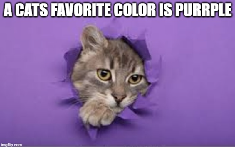 A CATS FAVORITE COLOR IS PURRPLE imgflip.com