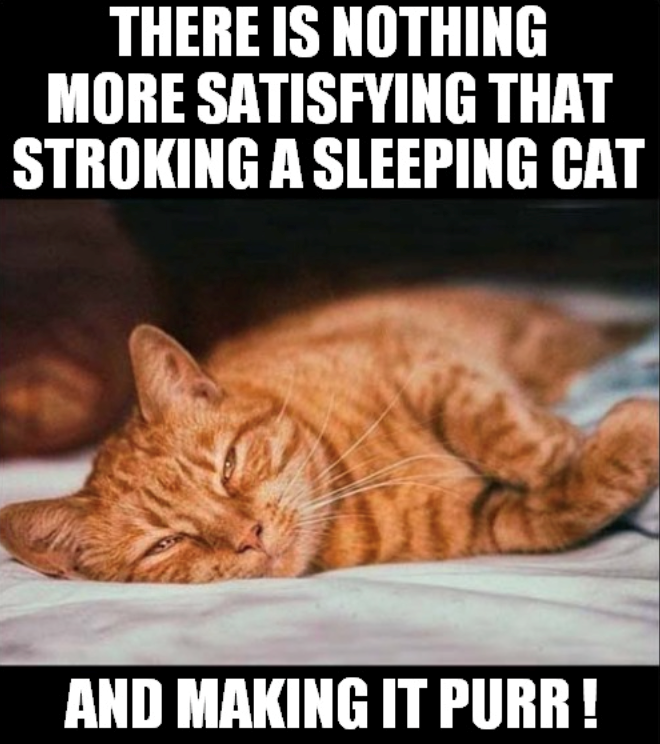 THERE IS NOTHING MORE SATISFYING THAT STROKING A SLEEPING CAT AND MAKING IT PURR!