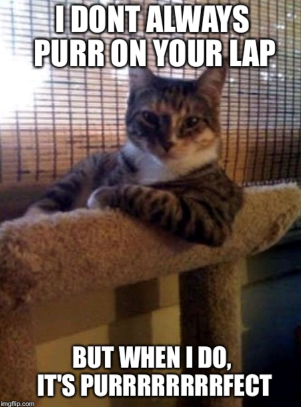 I DONT ALWAYS PURR ON YOUR LAP imgflip.com BUT WHEN I DO, IT'S PURRRRRRRRFECT