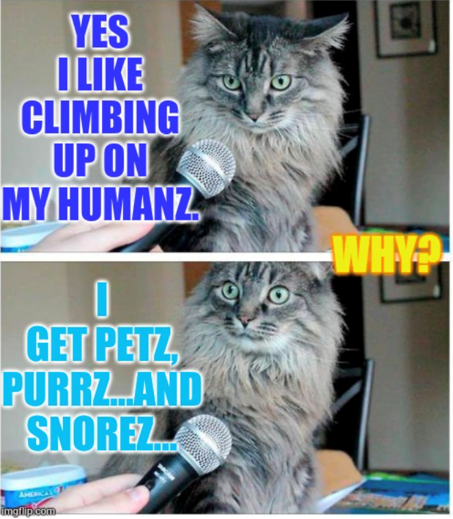 YES I LIKE CLIMBING UP ON MY HUMANZ 0 GET PETZ PURRZ... AND SNOREZ AMERICA imgflip.com WHY?