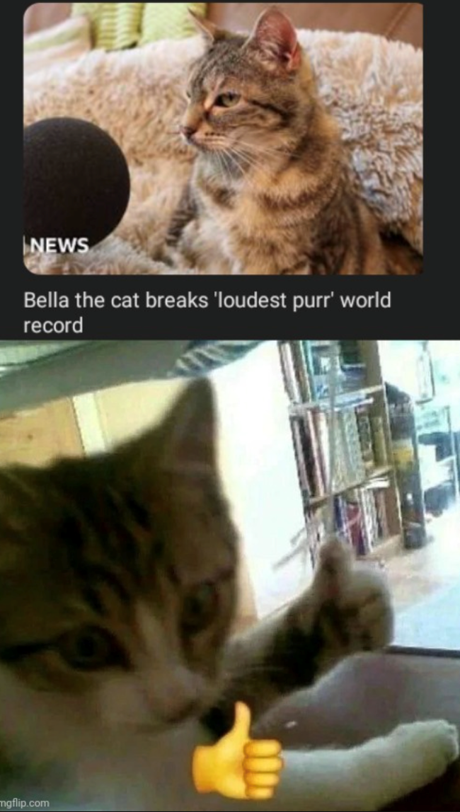 NEWS Bella the cat breaks 'loudest purr' world record mgflip.com
