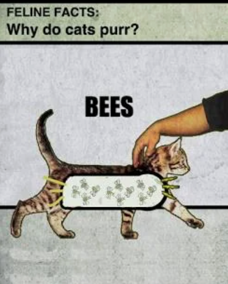 FELINE FACTS: Why do cats purr? BEES