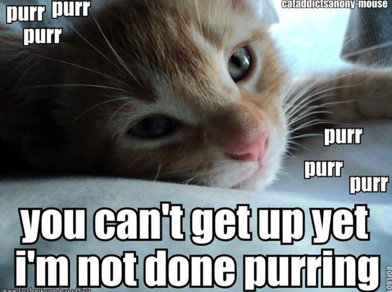 purr purr purr cataddictsanony-mouse purr purr purr you can't get up yet I'm not done purring www.facebook.com/cat.addians