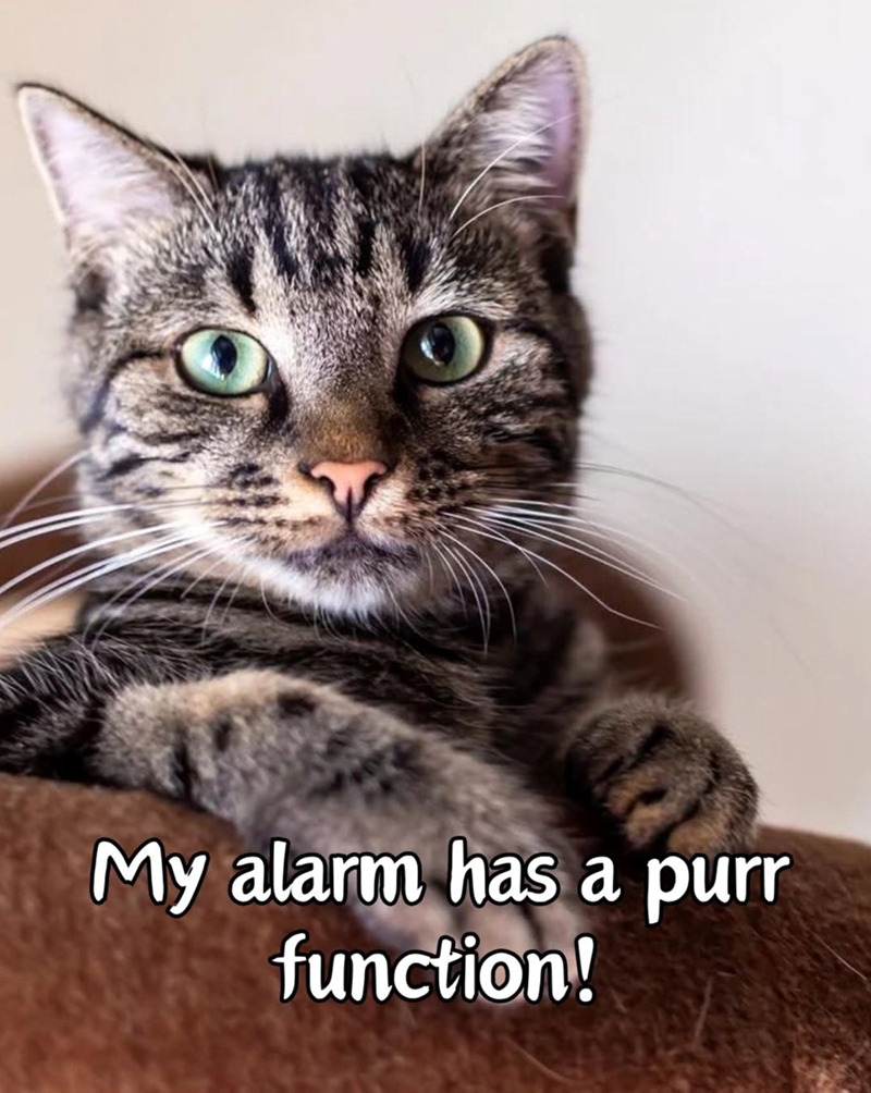 My alarm has a purr function!