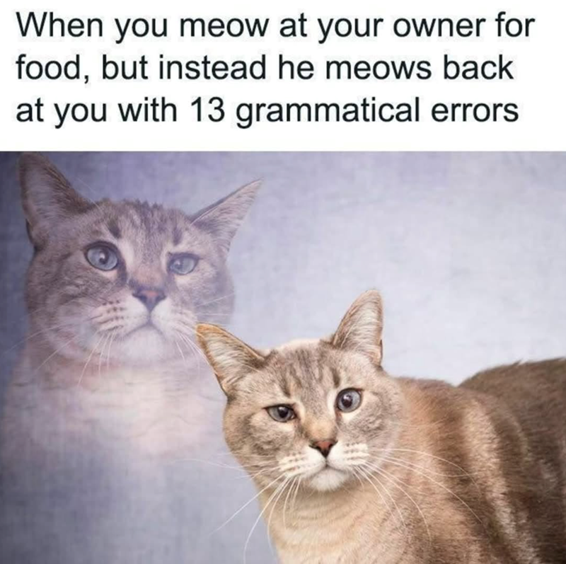 When you meow at your owner for food, but instead he meows back at you with 13 grammatical errors