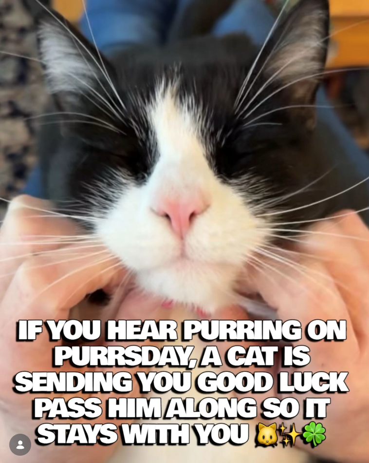 IF YOU HEAR PURRING ON PURRSDAY, A CAT IS SENDING YOU GOOD LUCK PASS HIM ALONG SO IT STAYS WITH YOU