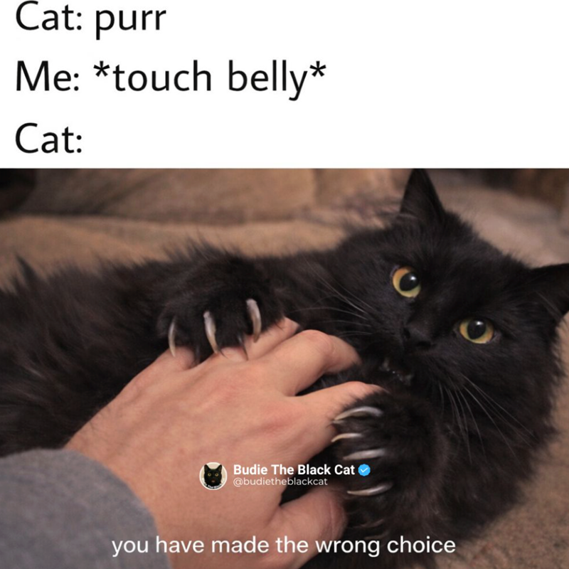 Cat: purr Me: *touch belly* Cat: Budie The Black Cat ✓ @budietheblackcat you have made the wrong choice