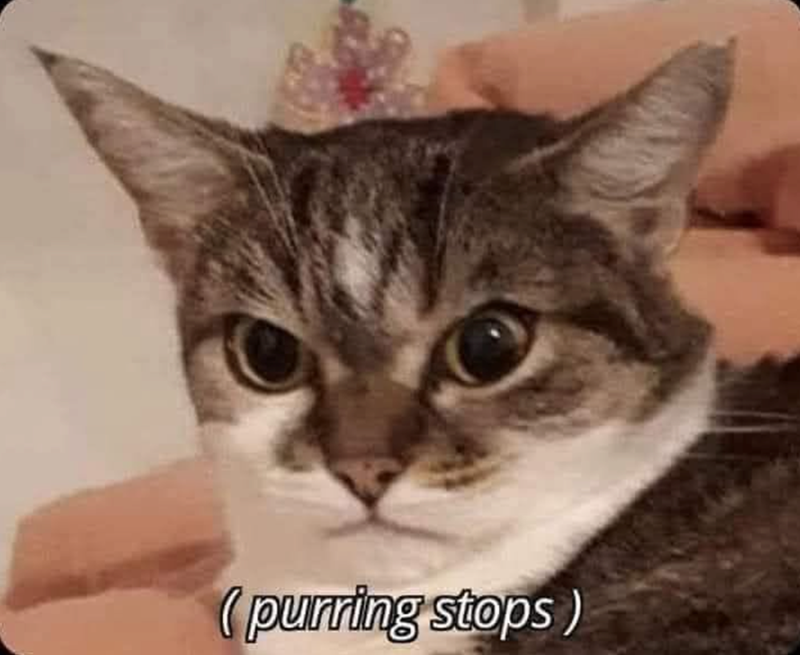 (purring stops)