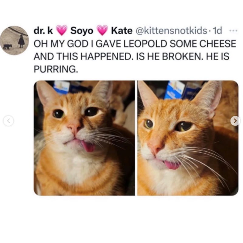 dr. k Soyo Kate @kittensnotkids. 1d OH MY GOD I GAVE LEOPOLD SOME CHEESE AND THIS HAPPENED. IS HE BROKEN. HE IS PURRING. >