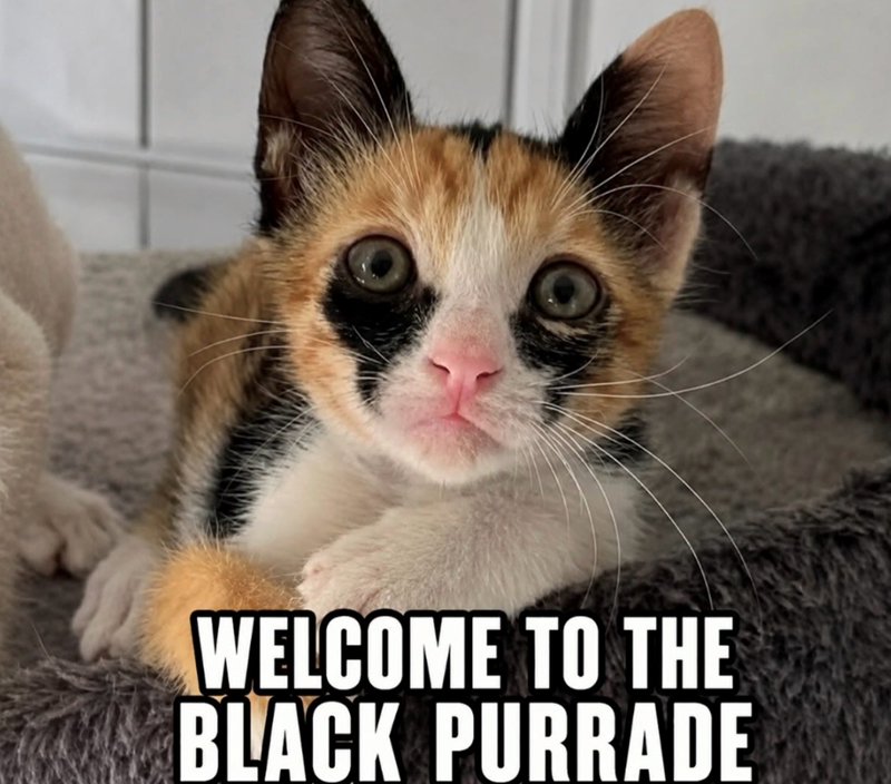 WELCOME TO THE BLACK PURRADE