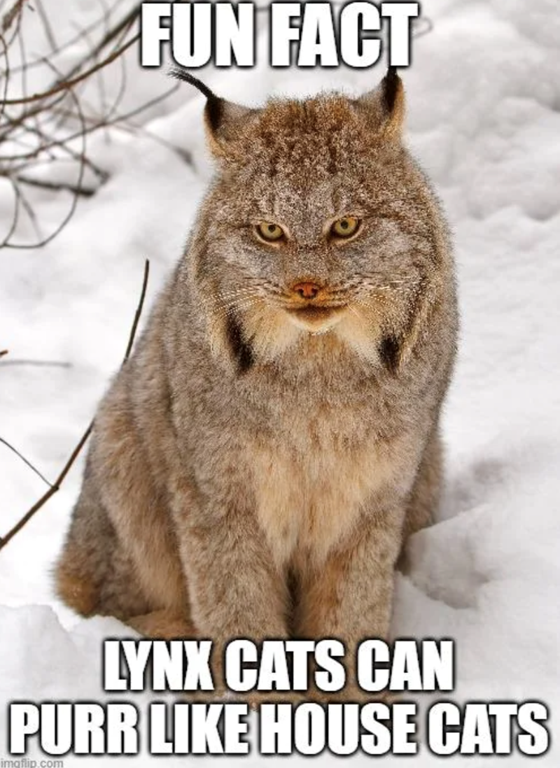 FUN FACT LYNX CATS CAN PURR LIKE HOUSE CATS imaflip.com
