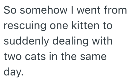 So somehow I went from rescuing one kitten to suddenly dealing with two cats in the same day.