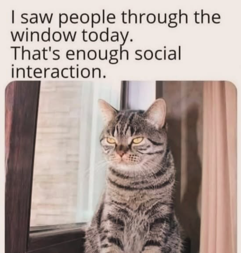 I saw people through the window today. That's enough social interaction.