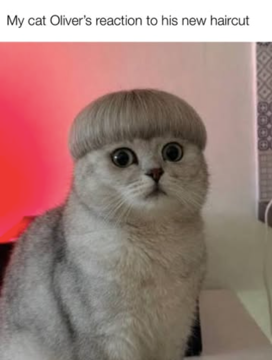 My cat Oliver's reaction to his new haircut