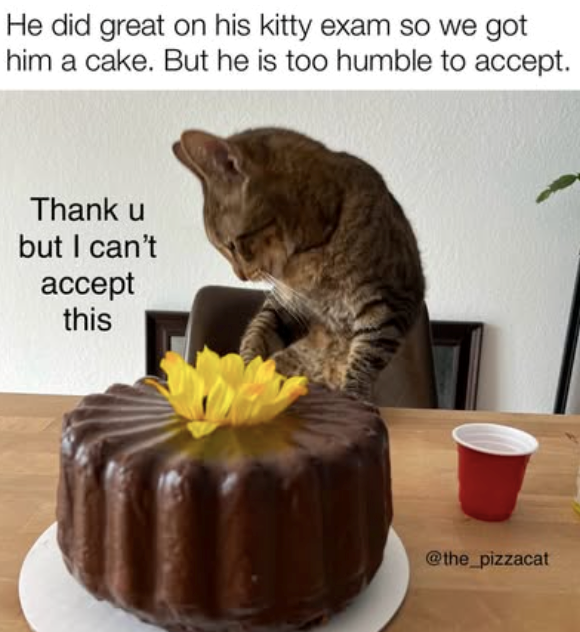 He did great on his kitty exam so we got him a cake. But he is too humble to accept. Thank u but I can't accept this @the_pizzacat