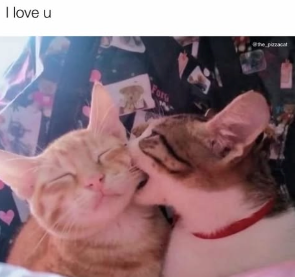 I love u Forg @the_pizzacat