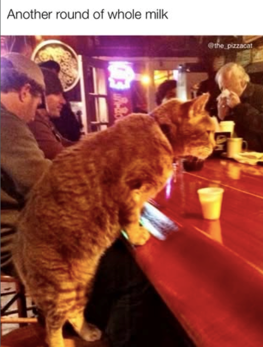 Another round of whole milk @the_pizzacat