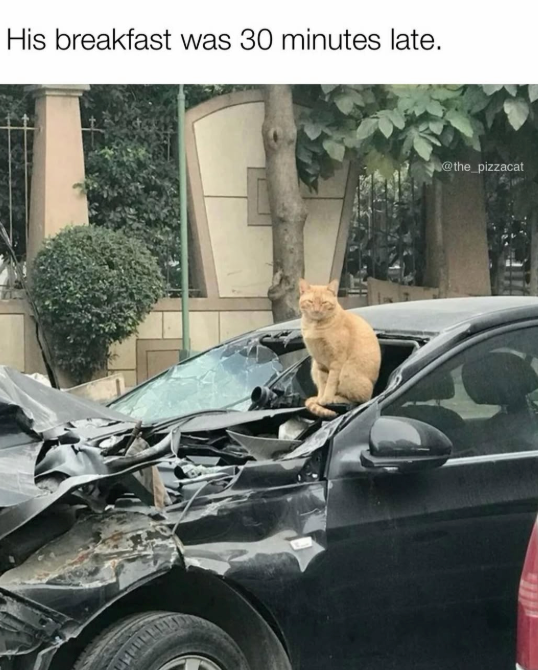 His breakfast was 30 minutes late. @the_pizzacat C