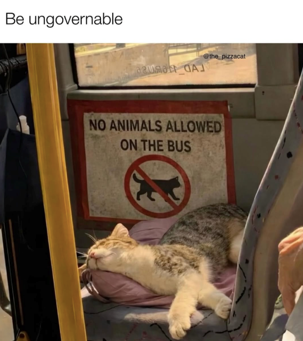 Be ungovernable azura CA @the_pizzacat NO ANIMALS ALLOWED ON THE BUS