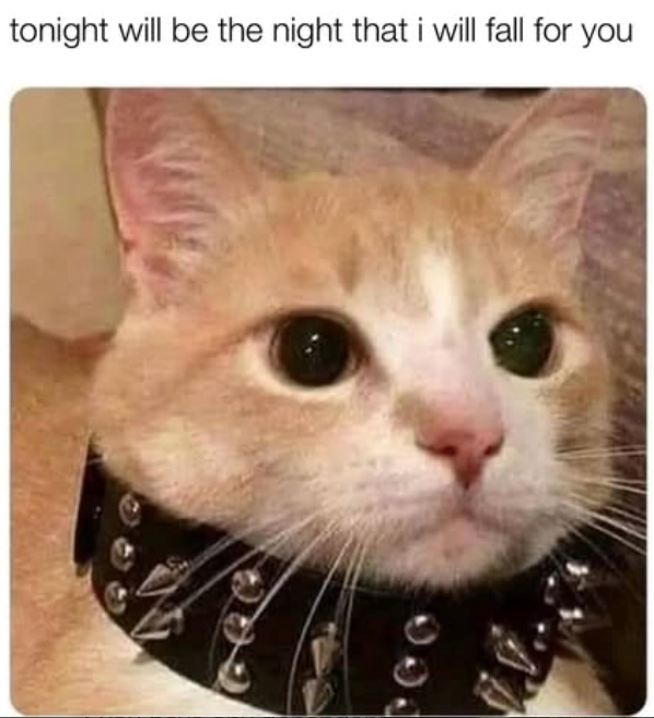 900 tonight will be the night that i will fall for you