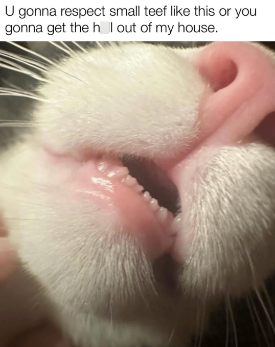 U gonna respect small teef like this or you gonna get the h I out of my house.