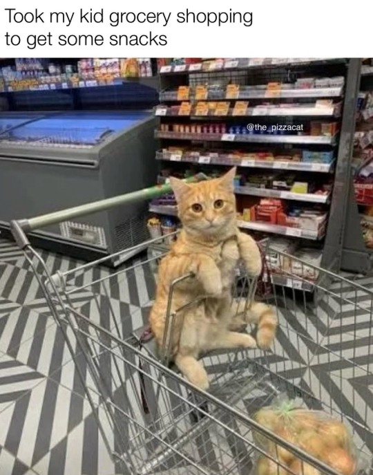 Took my kid grocery shopping to get some snacks @the_pizzacat