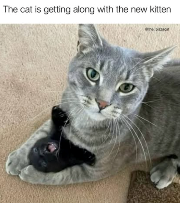 The cat is getting along with the new kitten @the_pizzacat