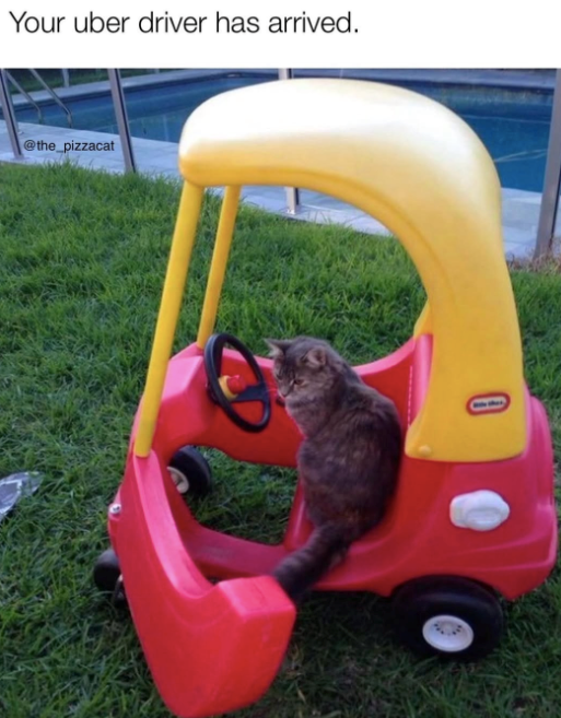 Your uber driver has arrived. @the_pizzacat